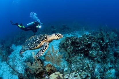 Al estar más aisladas que otras zonas del continente americano, las Islas Galápagos cuentan con una gran variedad de fauna marina (tiburones ballena, mantas…). “Lo que nos gusta a los buceadores es ir a un sitio donde haya muchas especies y los cambios de corriente en este archipiélago lo favorecen. Tiene una diversidad de vida que solo se puede contemplar allí”, explica Julián Lara Troglia, instructor de buceo. La mayor atracción es la Isla Fernandina. “Es una auténtica maravilla en la que se puede bucear con focas y lobos marinos”, apunta Lara. Dónde perderse: En Santa Cruz, las rutas de la estación Darwin son las más famosas. Más información: www.casanaturahotel.com/es-ES/diving.php