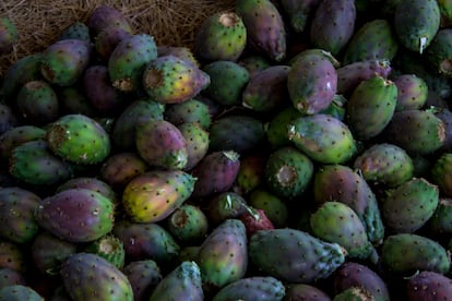 En el 90% de las 15 hectáreas de tierras de Llaca Llaca se cultivan las tunas o higos chumbos.