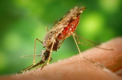 Existen uns 3.500 especies de mosquitos y sólo unas pocas transmiten el parásito <i>Plasmodium falciparuma</i>.