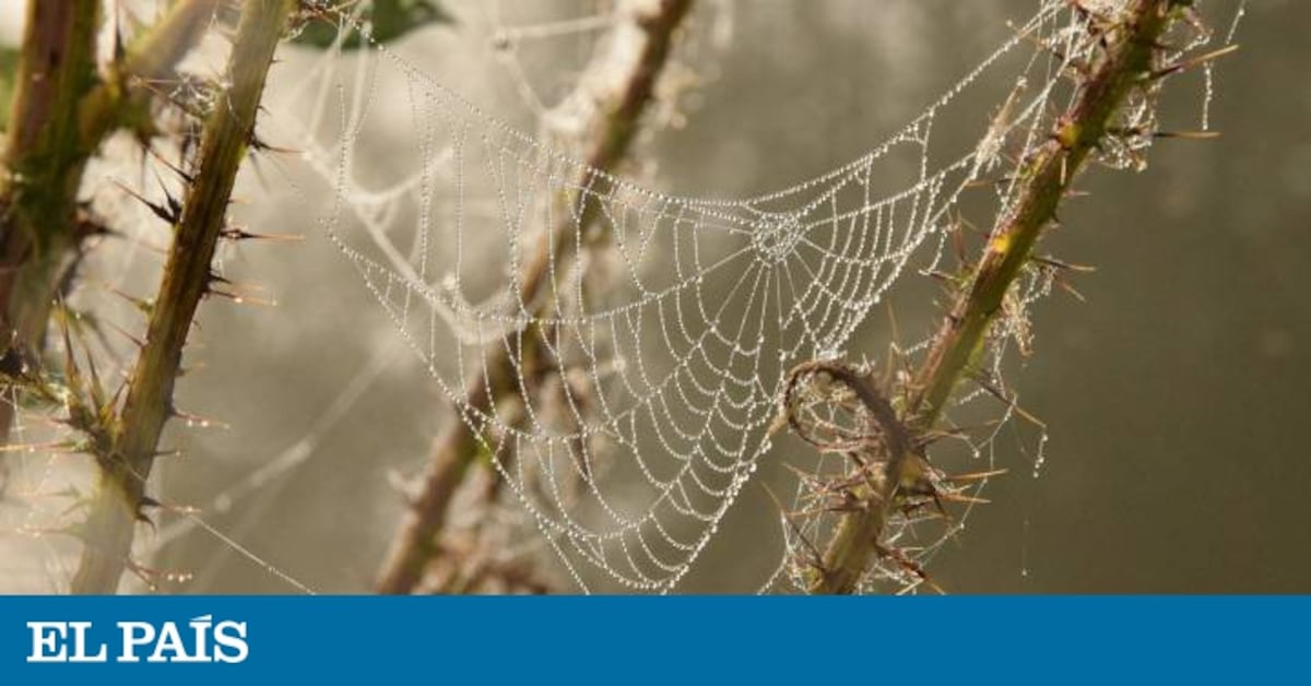 Animal Forecasters: How Nature Predicted the Weather in León