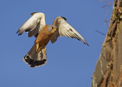 Un cernícalo primilla en pleno vuelo.