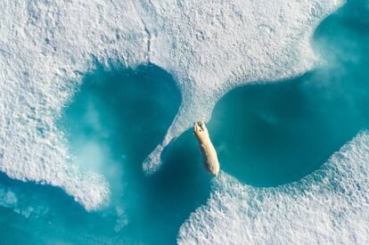 Fotografía de Florian Ledoux ganadora del concurso "Drone Awards". Un oso polar nadando en aguas congeladas en el norte de Canadá, saltando sobre témpanos de hielo.