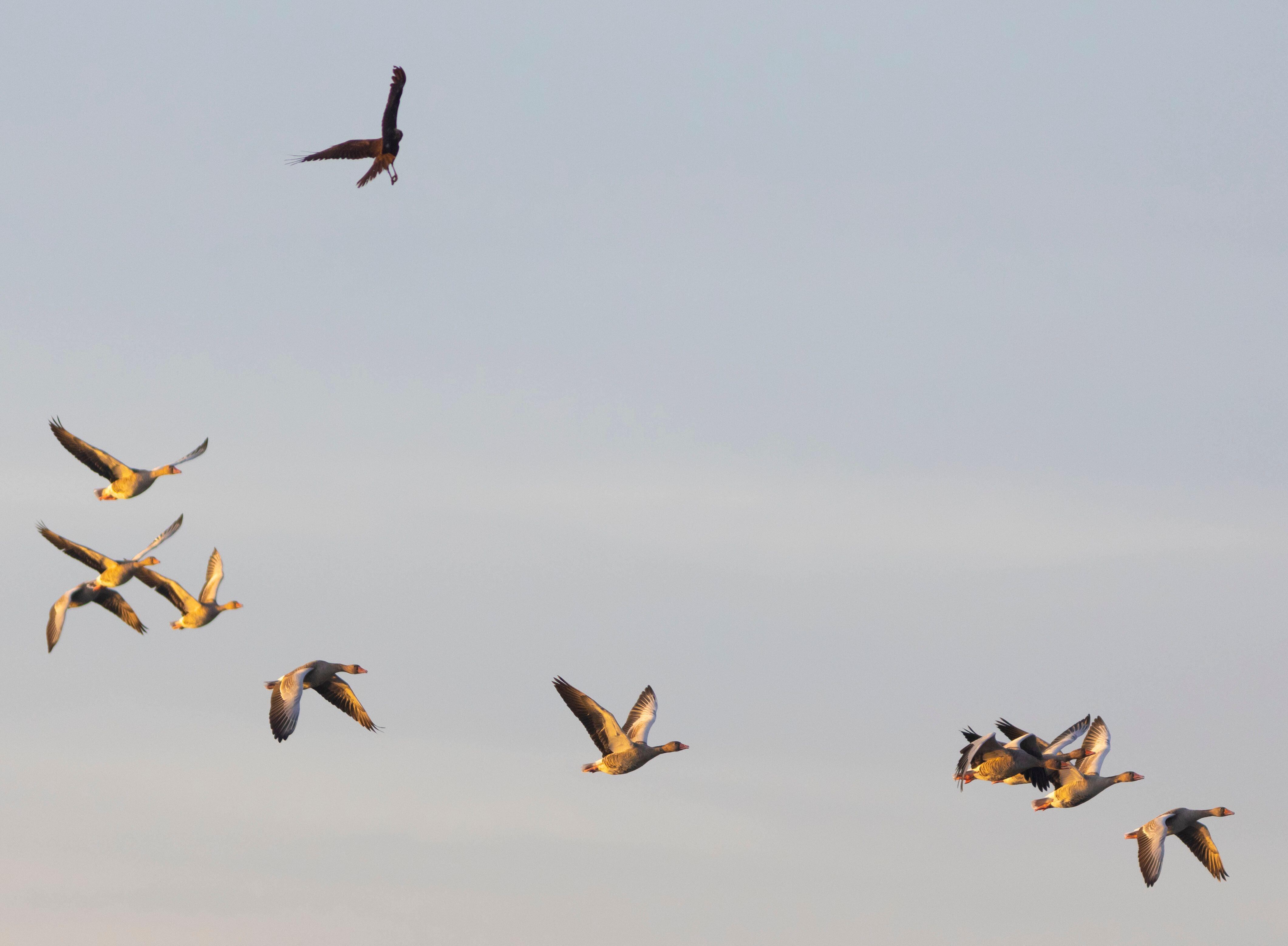 Un aguilucho lagunero (‘Circus aeruginosus’) acecha a una bandada de gansos en el parque natural de Aiguamolls de l’Empordà (Girona).