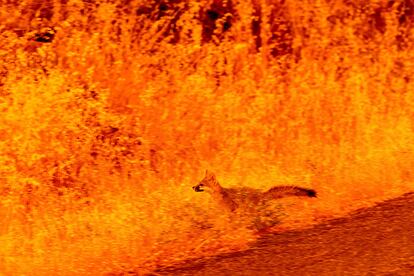 Un pequeño zorro huye de las llamas mientras el incendio arrasa la comunidad de Cohasset en el condado de Butte, California, el 25 de julio de 2024. 