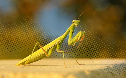 A specimen of a female praying mantis