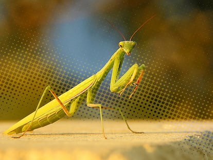 A specimen of a female praying mantis