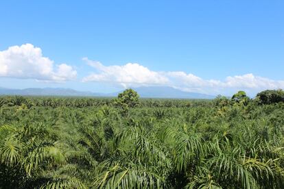 Los árboles que dan aceite de palma se extienden en el horizonte. La CFI, una rama financiera del Banco Mundial, prestó su apoyo a la empresa Dinant, uno de los mayores productores de alimentos y aceite de palma de Centroamérica, mientras tenían lugar enfrentamientos por la tierra entre la compañía y los campesinos.