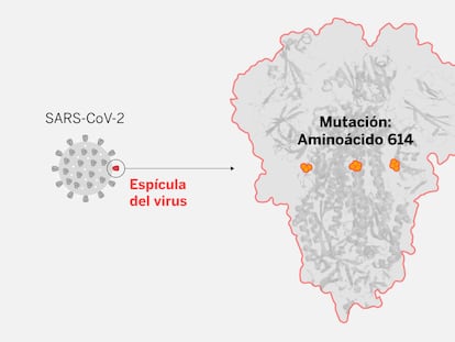 La enigmática mutación del coronavirus que ahora domina el planeta