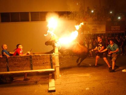 Un momento del correbou de Amposta, con un 'bou embolat'.