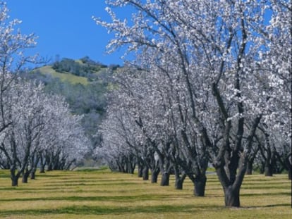 Almendros en California.