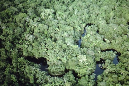 Un río atravesando una zona selvática del estado del Amazonas.