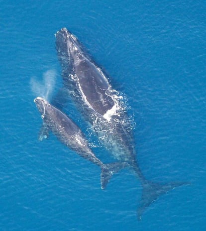 La ballena vasca dejó de verse en las costas cantábricas hace muchos años. Se cree que la especie ha podido desaparecer por completo del lado europeo del Atlántico.