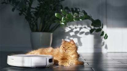 un gato tumbado al lado de una roomba