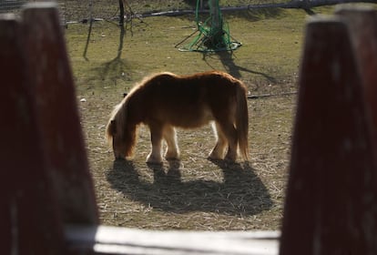 Un poni se alimenta en el prado de la finca de Vicente Menchén. Su hija lo encontró abandonado y se lo llevó a su padre, que lo cuida y lo alimenta.