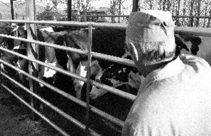 Algunas de las vacas que ayer estaban a la espera del sacrificio en el matadero de La Vall d'en Bas (Girona).