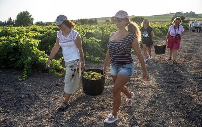 Las turistas portan las uvas en la finca de Spirit Sherry.