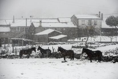 Un grupo de caballos en el municipio ourensano de Montederramo.