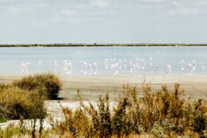 Flamencos en Doñana, en la provincia de Huelva.