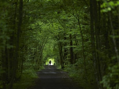 Vegetação em bosque europeu.