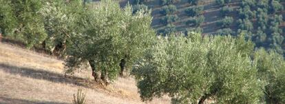 Un olivar en la provincia de Jaén. 
