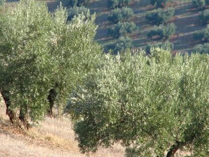 Un olivar en la provincia de Jaén. 
