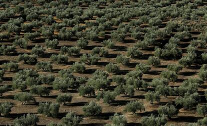 Un campo de olivos en Porcuna (Jaén), este martes. 