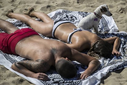 Una imagen de la nueva playa para perros de Barcelona.