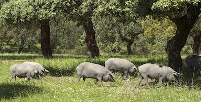 Cerdos ibéricos en una dehesa de Burguillos del Cerro, Badajoz.