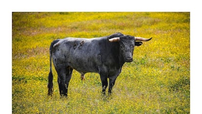 Toro de Miura en el campo sevillano.