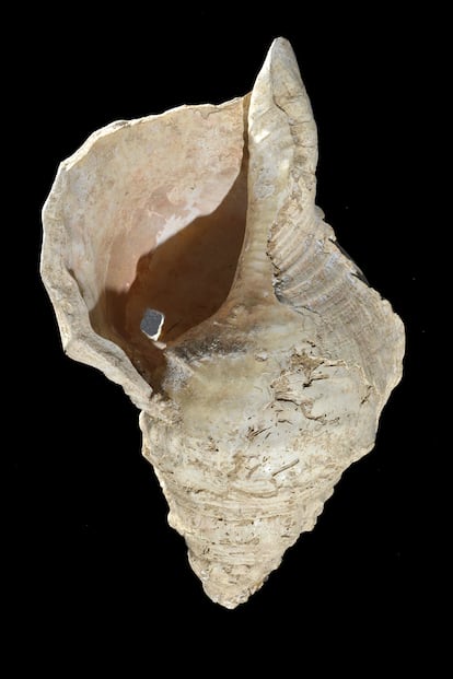 Esta concha blanca mide 31 centímetros de largo y 18 centímetros de ancho y perteneció  un gran caracol marino de la especie Charonia lampas.
