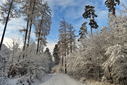 El bosque de Podkarpackie, en Polonia.