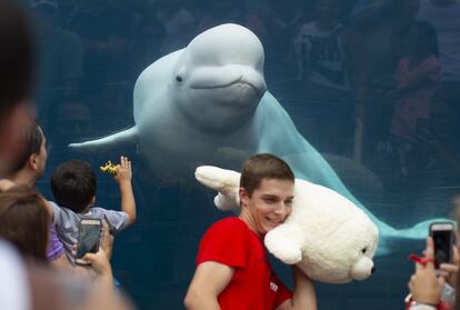 Una beluga llamada "Juno" se interesa por los visitantes en el Mystic Aquarium de Connecticut (EE.UU).