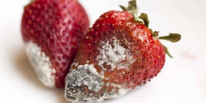 Fresas afectadas por el hongo 'Botrytis cinerea'.