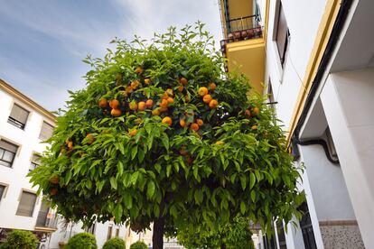 Naranjo amargo en una calle de Andalucía.