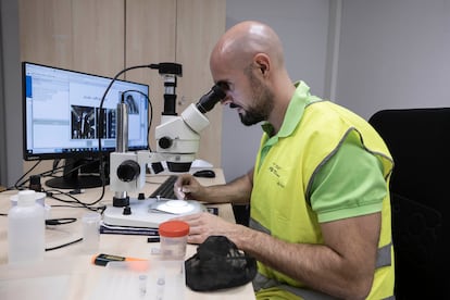 Un trabajador de la Agencia de Salud Pública de Barcelona examina unos ejemplares de mosquito en el laboratorio.