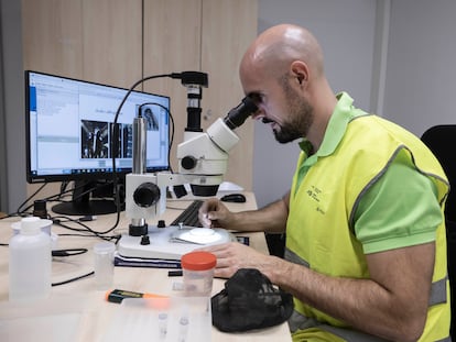 Un trabajador de la Agencia de Salud Pública de Barcelona examina unos ejemplares de mosquito en el laboratorio.