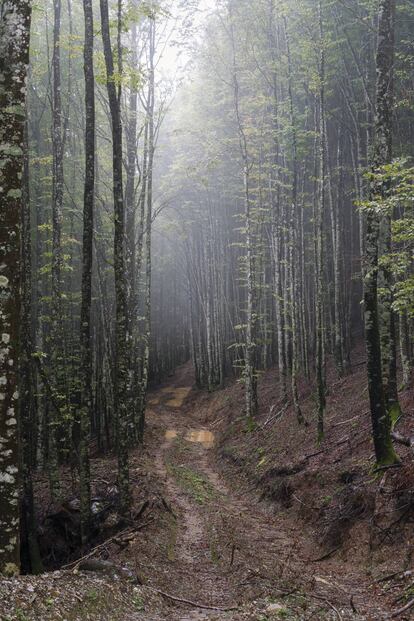 El hayedo de Zilbeti, al norte de Navarra, donde hace ocho años una iniciativa ciudadano-artística salvó el bosque de una tala masiva.