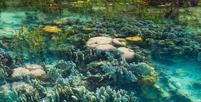 Arrecife tropical en las islas Cook, en el Pacífico Sur.