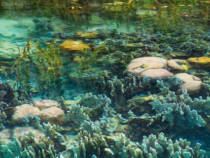 Arrecife tropical en las islas Cook, en el Pacífico Sur.