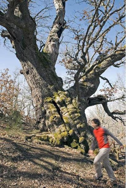 El Roblón de Estalaya, roble albar de más de 500 años.