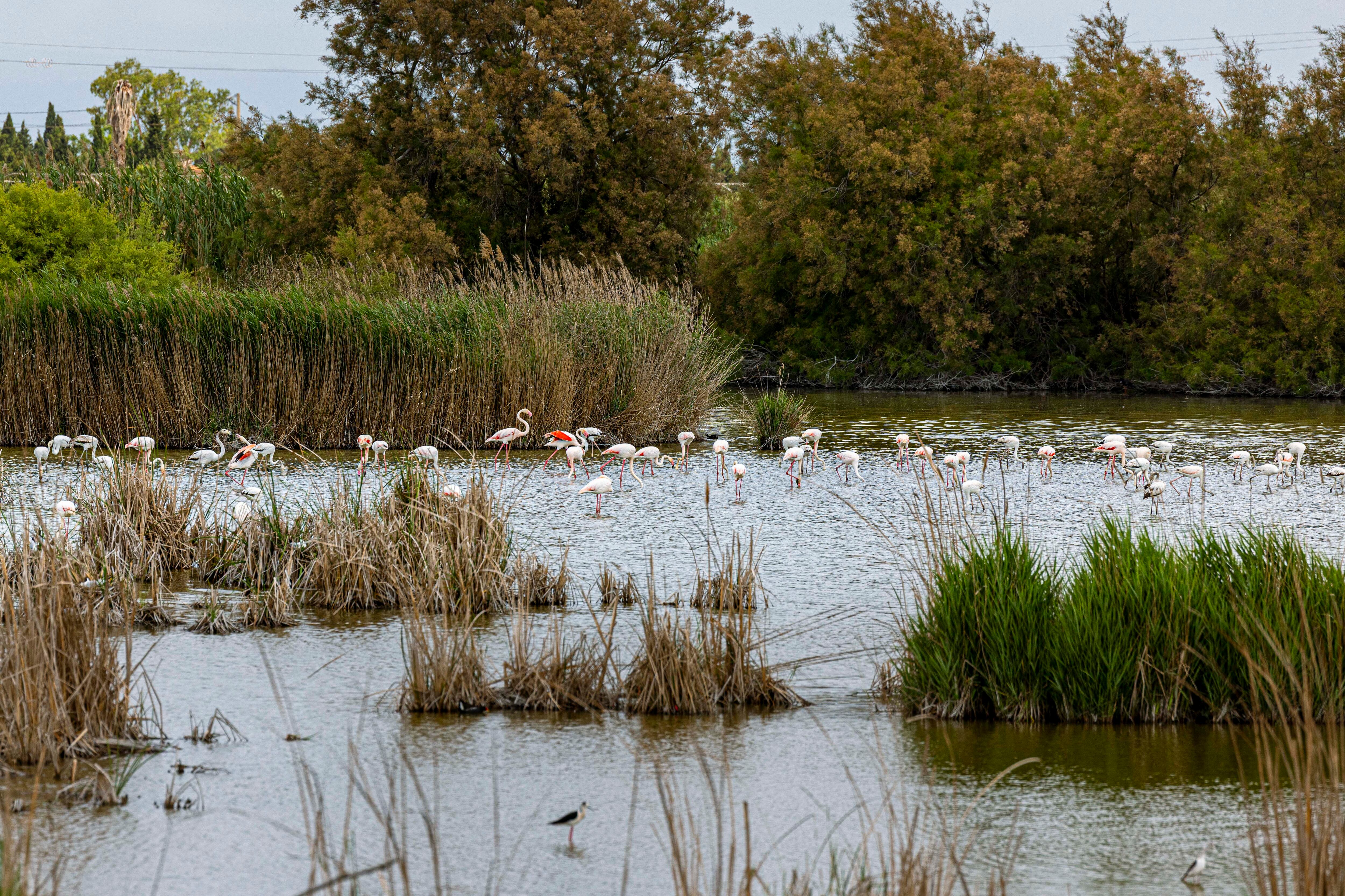 Una bandada de flamencos, desde el observatorio de Riet Vell. Estas aves son rosadas porque se alimentan de crustáceos y algas que contienen carotenoides.