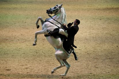 Durante las exhibiciones se hace referencia a las fiestas populares donde el caballo es el protagonista. En la imagen, un jinete ataviado con el traje denominado 'de just', proveniente de las fiestas populares de Menorca.