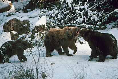 Durante el invierno, muchos osos cantábricos no hibernan. Simplemente, reducen su actividad y se refugian en las cuevas que en estos días han acogido el nacimiento de una nueva generación de oseznos.