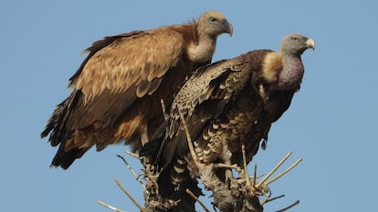 Una pareja de buitre leonado ibérico y un buitre moteado africano