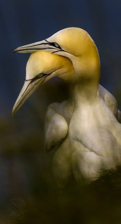 Corte dos gannets, nos penhascos da cabeça de Troup, Escócia. Essas aves vivem juntas por toda a vida. <br><br> Sempre fui atraído por pássaros, por sua beleza e capacidade de voar e por conquistar aquele espaço inacessível para nós: o céu. Eu tenho me concentrado neles para desenvolver esta arte de observação que é a fotografia. Não apenas tento capturar imagens das aves que vejo, mas do jeito que as vejo. Na fotografia de aves, tendemos a uma visão documental. Nele, o desafio é que o animal ocupe a maior parte do quadro e a imagem tenha o máximo de detalhes possível. Se o que queremos é uma visão artística, devemos fugir dessa concepção e ir a planos mais abertos onde predominam a composição e o meio ambiente. Abstrações são um contraponto. Aqui a proximidade importa, mas a partir de uma visão que muda a figura do pássaro como realmente é. Concentre-se em uma parte do seu corpo, isole e componha para criar uma abstração que nos dá uma visão artística que o mero retrato não é capaz de dar. No começo da minha vida fotográfica, trabalhei muito em preto e branco. Em muitas ocasiões aproveito esse passado para procurar diferentes molduras, fundos e luzes que melhorem minhas fotografias. Use temperaturas de cor diferentes para criar atmosferas, jogar com velocidades lentas do obturador para obter "pinturas", criar ambientes de sonho através de borrões e exposições duplas. Estas são algumas das técnicas para alcançar esse componente artístico que eu sempre procuro nos meus encontros com pássaros.