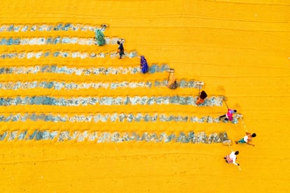 ’Rastrillando arroz’. Trabajadores de un molino arrocero secan arroz con cáscara manualmente bajo el sol en Bogra (Bangladesh, India). Rastrillándolo continuamente y barriéndolo después, se aseguran de que el proceso de secado de este ceral se desarrolle correctamente. Empiezan temprano por la mañana y trabajan hasta el atardecer. En autor de esta colorida estampa, reconocida como una de las mejores en la categoría de 'People', es Md Tanveer Hassan Rohan.