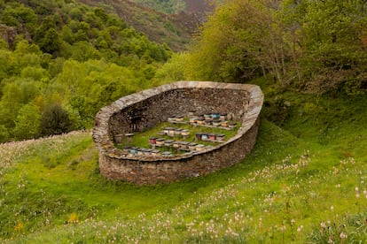 Alvariza Pan do Zarco, en la Serra dos Ancares (Lugo), trabajada por el apicultor Luis do Príncipe, natal de Navia de Suarna y colaborador del proyecto Aluariça.(Lugo).