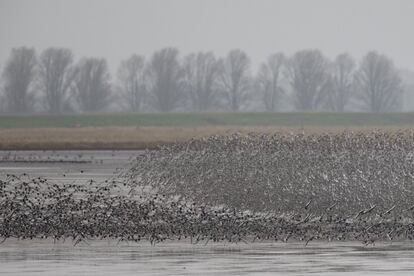 Um bando de aves costeiras se reúne sobre o estuário de Wash à medida que a maré retrocede e revela o altiplano.