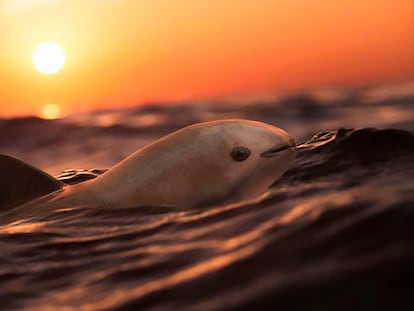 Una vaquita marina en las aguas del Alto Golfo de California, en México.