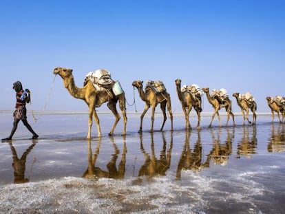 Una caravana de sal en la depresesi&oacute;n de Danakil, al norte de Etiop&iacute;a.